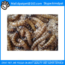 Wholesale Dried Mealworms for Pet Food